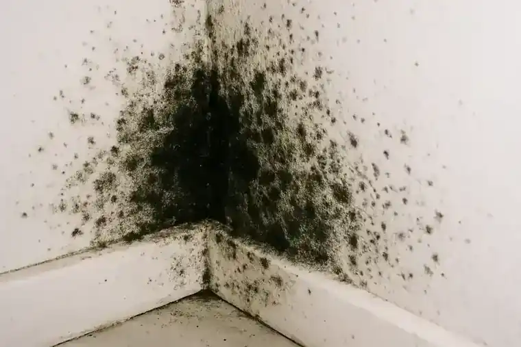Black mold growth on a Houston interior wall caused by water damage